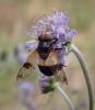 Volucella pellucens